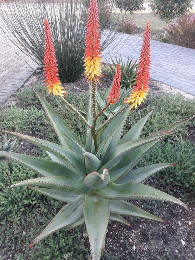 Aloe @ The Sea Apartment Mossel Bay Ngoại thất bức ảnh